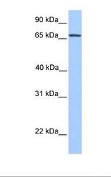 NR4A2 / NURR1 Antibody - Hela cell lysate. Antibody concentration: 1.0 ug/ml. Gel concentration: 12%.  This image was taken for the unconjugated form of this product. Other forms have not been tested.