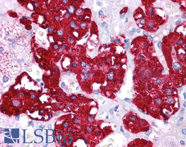 NR4A2 / NURR1 Antibody - Anti-NR4A2 / NURR1 antibody IHC of human adrenal. Immunohistochemistry of formalin-fixed, paraffin-embedded tissue after heat-induced antigen retrieval. Antibody concentration 5 ug/ml.  This image was taken for the unconjugated form of this product. Other forms have not been tested.