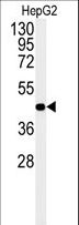 NR5A1 / SF1 Antibody - Western blot of NR5A1 Antibody in HepG2 cell line lysates (35 ug/lane). NR5A1 (arrow) was detected using the purified antibody.