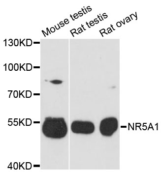 NR5A1 / SF1 Antibody - Western blot analysis of extracts of various cell lines, using NR5A1 antibody at 1:3000 dilution. The secondary antibody used was an HRP Goat Anti-Rabbit IgG (H+L) at 1:10000 dilution. Lysates were loaded 25ug per lane and 3% nonfat dry milk in TBST was used for blocking. An ECL Kit was used for detection and the exposure time was 90s.