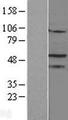 NR5A1 / SF1 Protein - Western validation with an anti-DDK antibody * L: Control HEK293 lysate R: Over-expression lysate