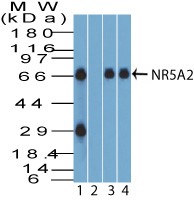 NR5A2 / LRH-1 Antibody - Western Blot: NR5A2/LRH1 Antibody - Analysis of NR5A2 in HEPG2 lysate in the 1) absence and 2) presence of immunizing peptide, 3) mouse NIH3T3 and 4) RAW lysate probed with 3 ug/ml of NR5A2 antibody. Goat anti-rabbit Ig HRP secondary antibody and PicoTect ECL substrate solution were used for this test.