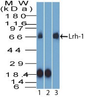 NR5A2 / LRH-1 Antibody - Western Blot: NR5A2/LRH1 Antibody - Analysis of Lrh-1. HEPG2 lysate in the 1) absence and 2) presence of immunizing peptide, 3) RAW lysate probed with 2 ug/ml of Lrh-1 antibody. Goat anti-rabbit Ig HRP secondary antibody and PicoTect ECL substrate solution were used for this test.