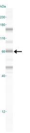 NR5A2 / LRH-1 Antibody - Western Blot: LRH-1/NR5A2 Antibody - Western blot shows a specific band for LRH-1/NR5A2 in 0.5 mg/ml of HepG2 lysate. This experiment was performed under reducing conditions using the 12-230 kDa separation system.
