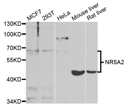 NR5A2 / LRH-1 Antibody - Western blot analysis of extracts of various cell lines.