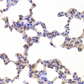 NR5A2 / LRH-1 Antibody - Immunohistochemistry of paraffin-embedded Mouse lung tissue.