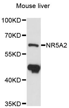 NR5A2 / LRH-1 Antibody - Western blot analysis of extracts of mouse liver, using NR5A2 antibody at 1:3000 dilution. The secondary antibody used was an HRP Goat Anti-Rabbit IgG (H+L) at 1:10000 dilution. Lysates were loaded 25ug per lane and 3% nonfat dry milk in TBST was used for blocking. An ECL Kit was used for detection and the exposure time was 30s.