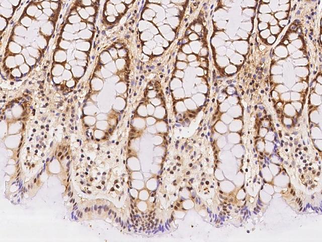 NR5A2 / LRH-1 Antibody - Immunochemical staining of human NR5A2 in human rectum with rabbit polyclonal antibody at 1:500 dilution, formalin-fixed paraffin embedded sections.