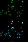 NR5A2 / LRH-1 Antibody - Immunofluorescence analysis of A549 cells using NR5A2 Polyclonal Antibody.