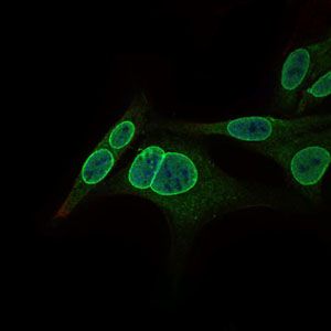 NR6A1 / GCNF Antibody - GCNF Antibody in Immunofluorescence (IF)