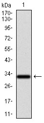 NR6A1 / GCNF Antibody - Western blot using NR6A1 monoclonal antibody against human NR6A1 recombinant protein. (Expected MW is 32.4 kDa)