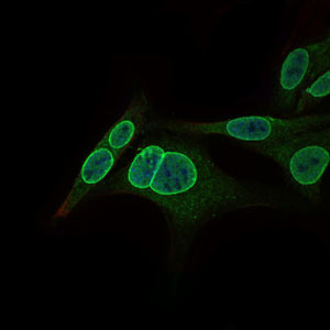 NR6A1 / GCNF Antibody - Immunofluorescence of HepG2 cells using NR6A1 mouse monoclonal antibody (green). Blue: DRAQ5 fluorescent DNA dye.