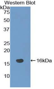 NRARP Antibody - Western blot of recombinant NRARP.