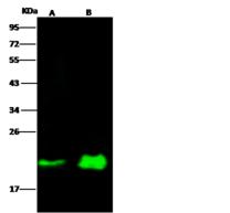 NRAS / N-ras Antibody - Anti-NRAS mouse monoclonal antibody at 1:500 dilution. Lane A: A431 Whole Cell Lysate. Lane B: Mouse brain Tissue Lysate. Lysates/proteins at 30 ug per lane. Secondary: Goat Anti-Mouse IgG H&L (Dylight800) at 1/15000 dilution. Developed using the Odyssey technique. Performed under reducing conditions. Predicted band size: 21 kDa. Observed band size: 21 kDa.