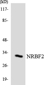 NRBF2 Antibody - Western blot analysis of the lysates from RAW264.7cells using NRBF2 antibody.