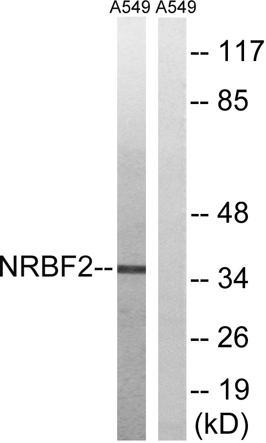 NRBF2 Antibody - Western blot analysis of lysates from A549 cells, using NRBF2 Antibody. The lane on the right is blocked with the synthesized peptide.