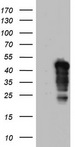 NRBF2 Antibody - HEK293T cells were transfected with the pCMV6-ENTRY control (Left lane) or pCMV6-ENTRY NRBF2 (Right lane) cDNA for 48 hrs and lysed. Equivalent amounts of cell lysates (5 ug per lane) were separated by SDS-PAGE and immunoblotted with anti-NRBF2.