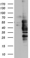 NRBF2 Antibody - HEK293T cells were transfected with the pCMV6-ENTRY control (Left lane) or pCMV6-ENTRY NRBF2 (Right lane) cDNA for 48 hrs and lysed. Equivalent amounts of cell lysates (5 ug per lane) were separated by SDS-PAGE and immunoblotted with anti-NRBF2.