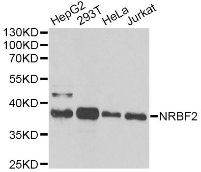 NRBF2 Antibody - Western blot analysis of extracts of various cell lines, using NRBF2 antibody at 1:1000 dilution. The secondary antibody used was an HRP Goat Anti-Rabbit IgG (H+L) at 1:10000 dilution. Lysates were loaded 25ug per lane and 3% nonfat dry milk in TBST was used for blocking. An ECL Kit was used for detection and the exposure time was 90s.