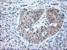 NRBP1 / NRBP Antibody - IHC of paraffin-embedded pancreas tissue using anti-NRBP1 mouse monoclonal antibody. (Dilution 1:50).