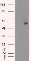 NRBP1 / NRBP Antibody - HEK293T cells were transfected with the pCMV6-ENTRY control (Left lane) or pCMV6-ENTRY NRBP1 (Right lane) cDNA for 48 hrs and lysed. Equivalent amounts of cell lysates (5 ug per lane) were separated by SDS-PAGE and immunoblotted with anti-NRBP1.