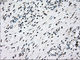 NRBP1 / NRBP Antibody - IHC of paraffin-embedded Ovary tissue using anti-NRBP1 mouse monoclonal antibody. (Dilution 1:50).
