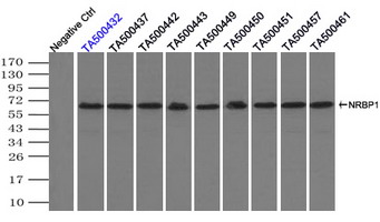 NRBP1 / NRBP Antibody - Immunoprecipitation(IP) of NRBP1 by using monoclonal anti-NRBP1 antibodies (Negative control: IP without adding anti-NRBP1 antibody.). For each experiment, 500ul of DDK tagged NRBP1 overexpression lysates (at 1:5 dilution with HEK293T lysate), 2 ug of anti-NRBP1 antibody and 20ul (0.1 mg) of goat anti-mouse conjugated magnetic beads were mixed and incubated overnight. After extensive wash to remove any non-specific binding, the immuno-precipitated products were analyzed with rabbit anti-DDK polyclonal antibody.