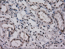 NRBP1 / NRBP Antibody - IHC of paraffin-embedded Kidney tissue using anti-NRBP1 mouse monoclonal antibody. (Dilution 1:50).