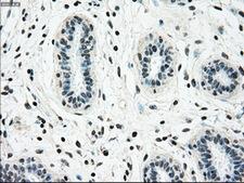NRBP1 / NRBP Antibody - Immunohistochemical staining of paraffin-embedded breast tissue using anti-NRBP1 mouse monoclonal antibody. (Dilution 1:50).