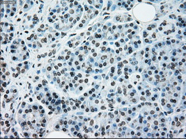 NRBP1 / NRBP Antibody - Immunohistochemical staining of paraffin-embedded pancreas tissue using anti-NRBP1 mouse monoclonal antibody. (Dilution 1:50).