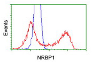 NRBP1 / NRBP Antibody - HEK293T cells transfected with either overexpress plasmid (Red) or empty vector control plasmid (Blue) were immunostained by anti-NRBP1 antibody, and then analyzed by flow cytometry.