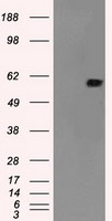 NRBP1 / NRBP Antibody - HEK293T cells were transfected with the pCMV6-ENTRY control (Left lane) or pCMV6-ENTRY NRBP1 (Right lane) cDNA for 48 hrs and lysed. Equivalent amounts of cell lysates (5 ug per lane) were separated by SDS-PAGE and immunoblotted with anti-NRBP1.