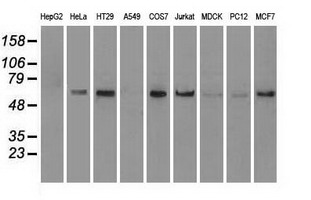 NRBP1 / NRBP Antibody - Western blot of extracts (35 ug) from 9 different cell lines by using anti-anti-NRBP1monoclonal antibody.