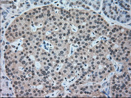 NRBP1 / NRBP Antibody - IHC of paraffin-embedded pancreas tissue using anti-NRBP1 mouse monoclonal antibody. (Dilution 1:50).