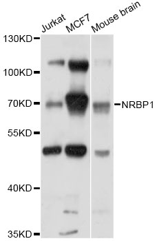 NRBP1 / NRBP Antibody - Western blot analysis of extracts of various cell lines, using NRBP1 antibody at 1:1000 dilution. The secondary antibody used was an HRP Goat Anti-Rabbit IgG (H+L) at 1:10000 dilution. Lysates were loaded 25ug per lane and 3% nonfat dry milk in TBST was used for blocking. An ECL Kit was used for detection and the exposure time was 5s.