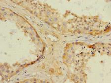 NRBP1 / NRBP Antibody - Immunohistochemistry of paraffin-embedded human testis tissue at dilution 1:100