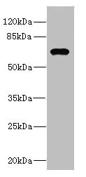 NRBP1 / NRBP Antibody - Western blot All Lanes: NRBP1 antibody IgG at 1.99ug/ml+ HepG-2 whole cell lysate Secondary Goat polyclonal to rabbit IgG at 1/10000 dilution Predicted band size: 60 kDa Observed band size: 60 kDa