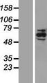 NRBP1 / NRBP Protein - Western validation with an anti-DDK antibody * L: Control HEK293 lysate R: Over-expression lysate