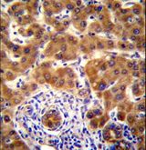 NRBP2 Antibody - Mouse Nrbp2 Antibody immunohistochemistry of formalin-fixed and paraffin-embedded human liver tissue followed by peroxidase-conjugated secondary antibody and DAB staining.