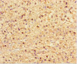 NRBP2 Antibody - Immunohistochemistry of paraffin-embedded human adrenal gland tissue using NRBP2 Antibody at dilution of 1:100