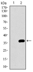 NRCAM Antibody - Western blot using NRCAM monoclonal antibody against HEK293 (1) and NRCAM (AA: 1192-1255)-hIgGFc transfected HEK293 (2) cell lysate.