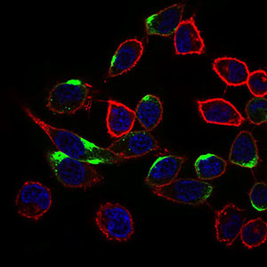 NRCAM Antibody - Immunofluorescence of HepG2 cells using NRCAM mouse monoclonal antibody (green). Blue: DRAQ5 fluorescent DNA dye. Red: Actin filaments have been labeled with Alexa Fluor-555 phalloidin.