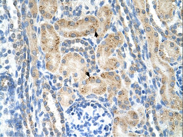 NRCAM Antibody - NRCAM antibody NRCAM(neuronal cell adhesion molecule) Antibody was used in IHC to stain formalin-fixed, paraffin-embedded human kidney.  This image was taken for the unconjugated form of this product. Other forms have not been tested.