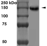 NRCAM Antibody - Detection of NRCAM in rat brain lysate with NRCAM Monoclonal Antibody at 1ug/ml.