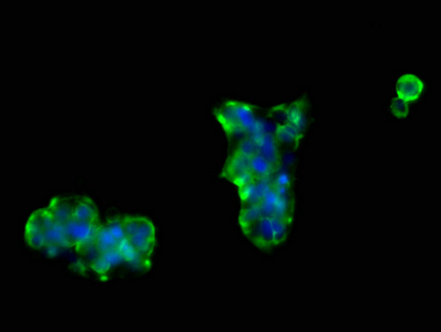 NRCAM Antibody - Immunofluorescence staining of 293 cells at a dilution of 1:66, counter-stained with DAPI. The cells were fixed in 4% formaldehyde, permeabilized using 0.2% Triton X-100 and blocked in 10% normal Goat Serum. The cells were then incubated with the antibody overnight at 4 °C.The secondary antibody was Alexa Fluor 488-congugated AffiniPure Goat Anti-Rabbit IgG (H+L) .
