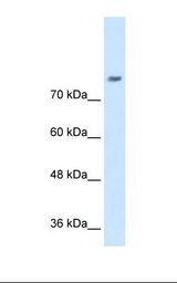 NRCAM Antibody - Jurkat cell lysate. Antibody concentration: 0.5 ug/ml. Gel concentration: 8%.  This image was taken for the unconjugated form of this product. Other forms have not been tested.