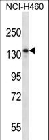 NRD1 / Nardilysin Antibody - NRD1 Antibody western blot of NCI-H460 cell line lysates (35 ug/lane). The NRD1 antibody detected the NRD1 protein (arrow).