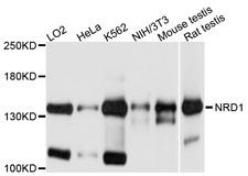 NRD1 / Nardilysin Antibody - Western blot analysis of extracts of various cell lines.