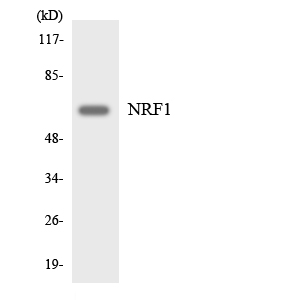 NRF1 / NRF-1 Antibody - Western blot analysis of the lysates from HeLa cells using NRF1 antibody.