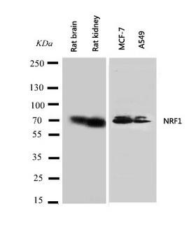 NRF1 / NRF-1 Antibody - WB of NRF1 / NRF-1 antibody. Lane 1: Rat Brain Tissue Lysate. Lane 2: Rat Kidney Tissue Lysate. Lane 3: MCF-7 Cell Lysate. Lane 4: A549 Cell Lysate.